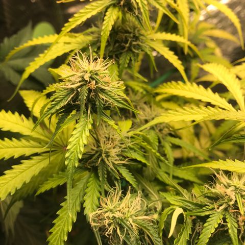 COP AUTO growlog timeline photo