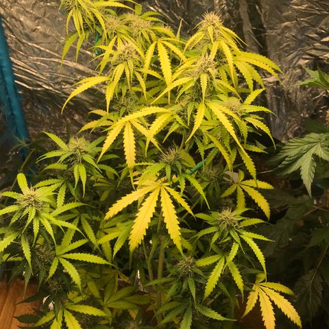 COP AUTO growlog timeline photo