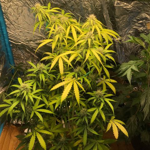 COP AUTO growlog timeline photo