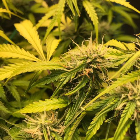 COP AUTO growlog timeline photo