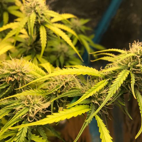 COP AUTO growlog timeline photo
