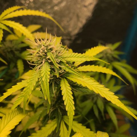 COP AUTO growlog timeline photo