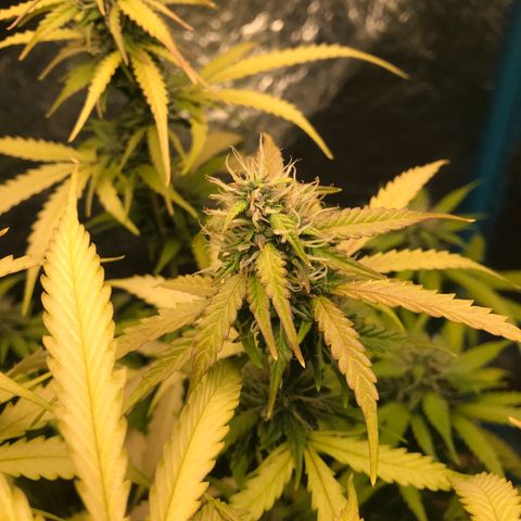 COP AUTO growlog timeline photo