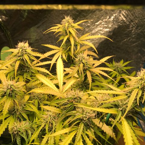 COP AUTO growlog timeline photo