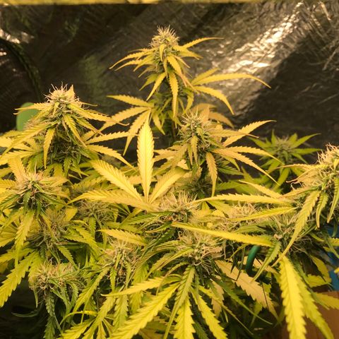 COP AUTO growlog timeline photo