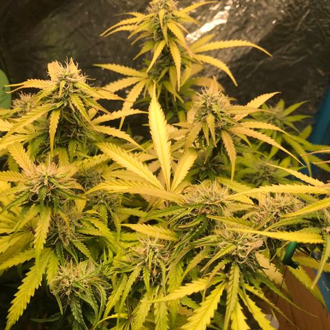 COP AUTO growlog timeline photo