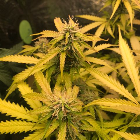 COP AUTO growlog timeline photo