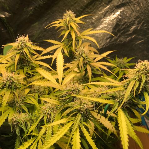 COP AUTO growlog timeline photo