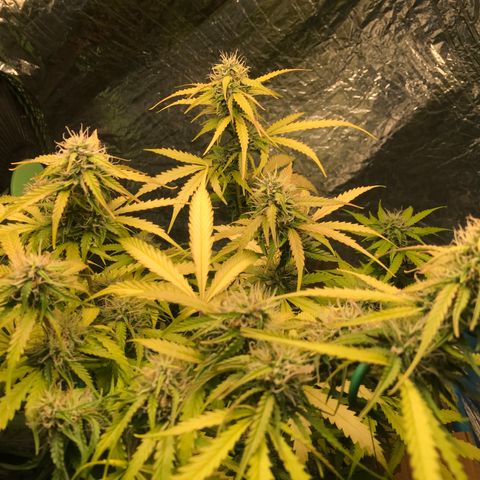 COP AUTO growlog timeline photo