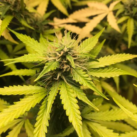 COP AUTO growlog timeline photo