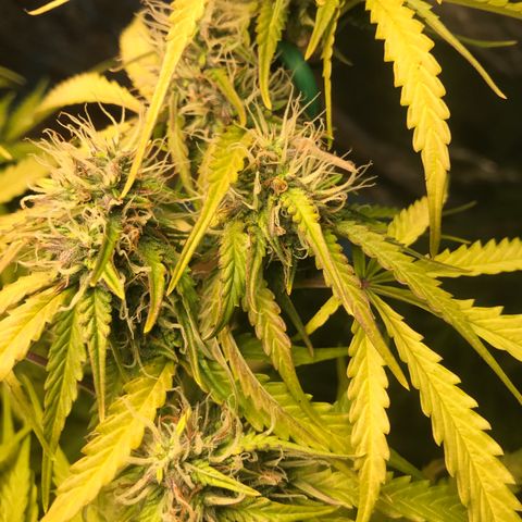 COP AUTO growlog timeline photo