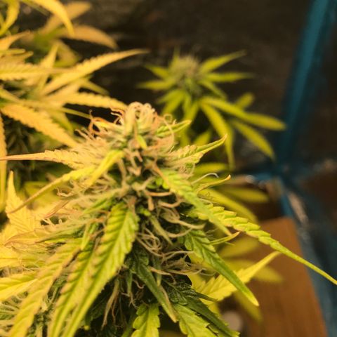 COP AUTO growlog timeline photo