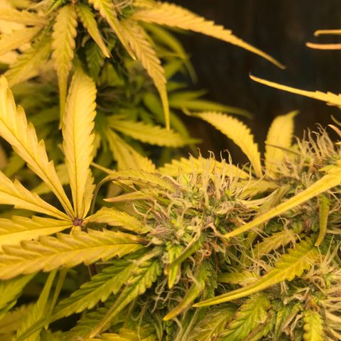 COP AUTO growlog timeline photo