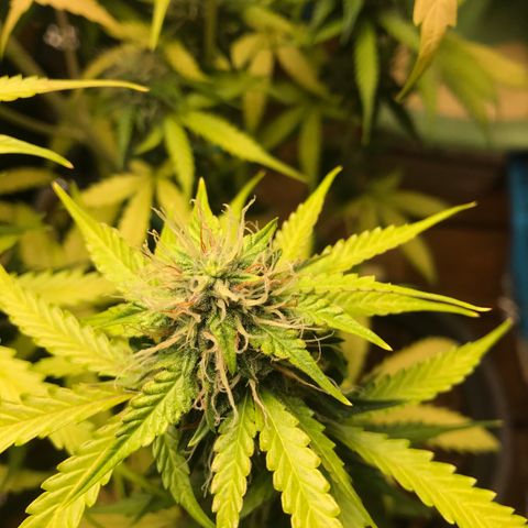 COP AUTO growlog timeline photo