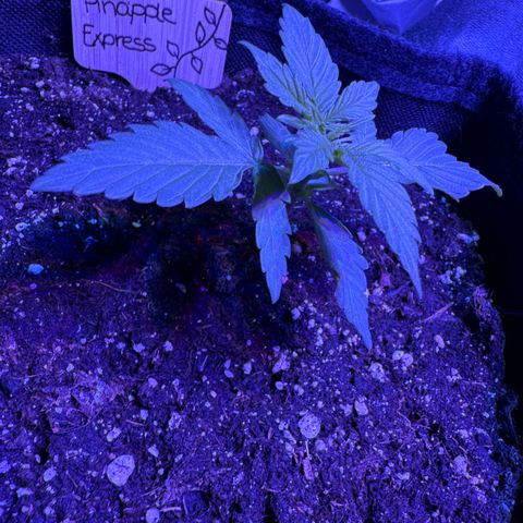 Pinapple Express growlog timeline photo