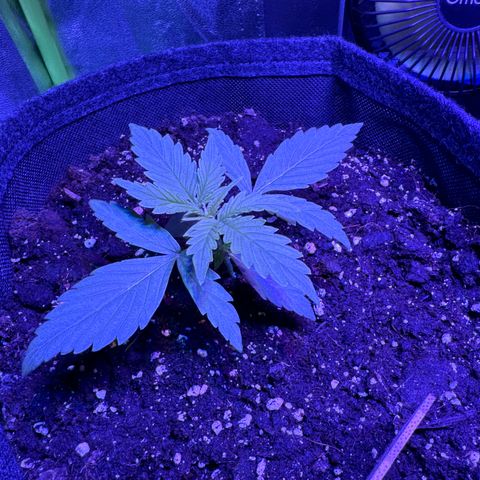 Pinapple Express growlog timeline photo