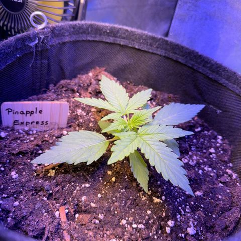 Pinapple Express growlog timeline photo