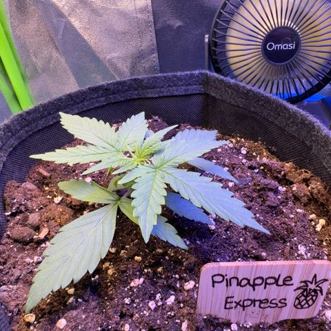 Pinapple Express growlog timeline photo