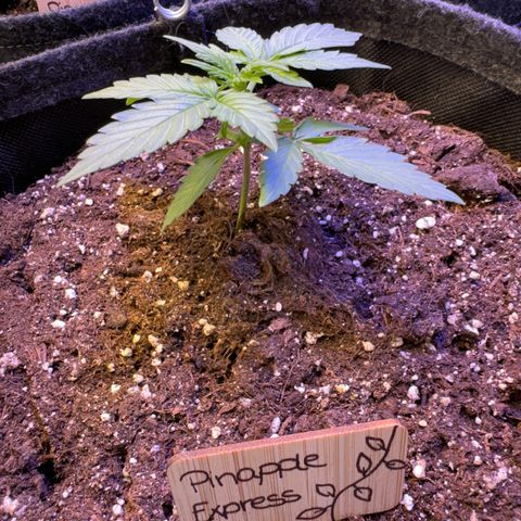 Pinapple Express growlog timeline photo