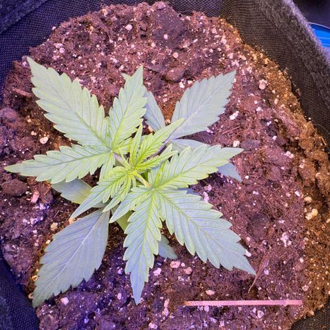 Pinapple Express growlog timeline photo