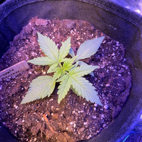Pinapple Express growlog timeline photo