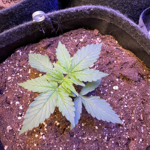 Pinapple Express growlog timeline photo