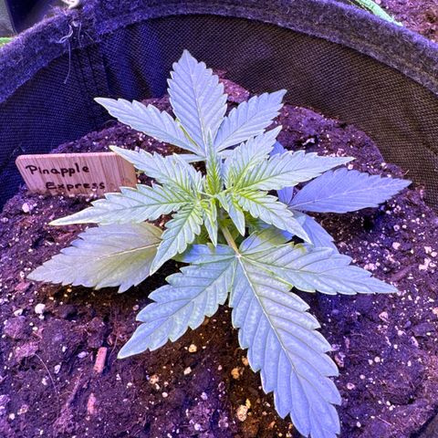 Pinapple Express growlog timeline photo