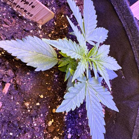 Pinapple Express growlog timeline photo