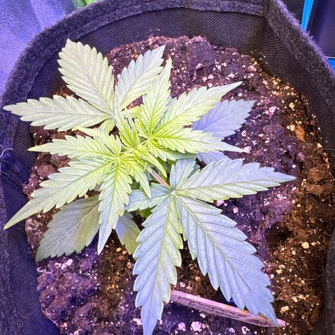 Pinapple Express growlog timeline photo