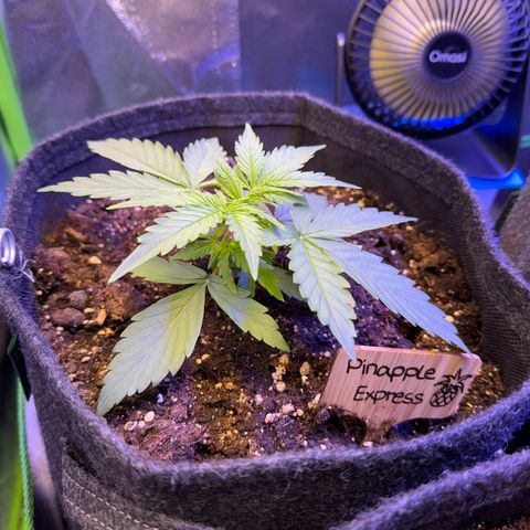 Pinapple Express growlog timeline photo