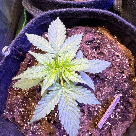 Pinapple Express growlog timeline photo