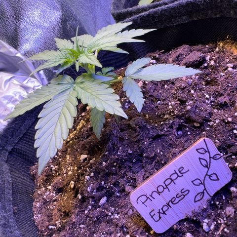 Pinapple Express growlog timeline photo