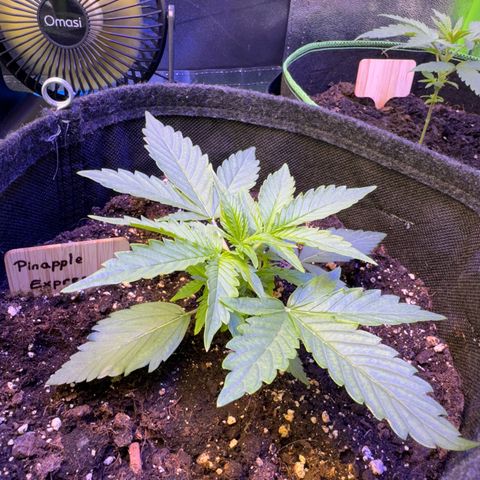 Pinapple Express growlog timeline photo