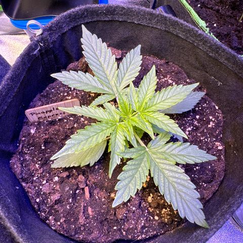 Pinapple Express growlog timeline photo