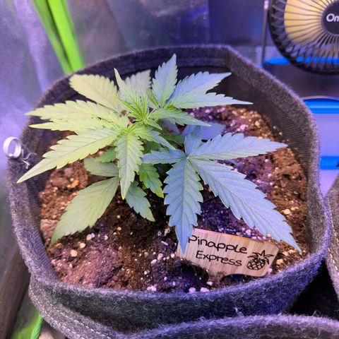 Pinapple Express growlog timeline photo