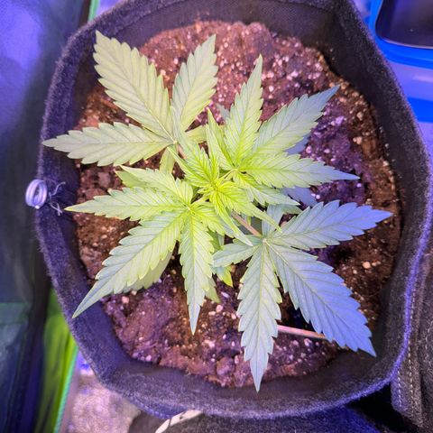 Pinapple Express growlog timeline photo