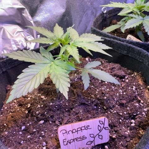Pinapple Express growlog timeline photo