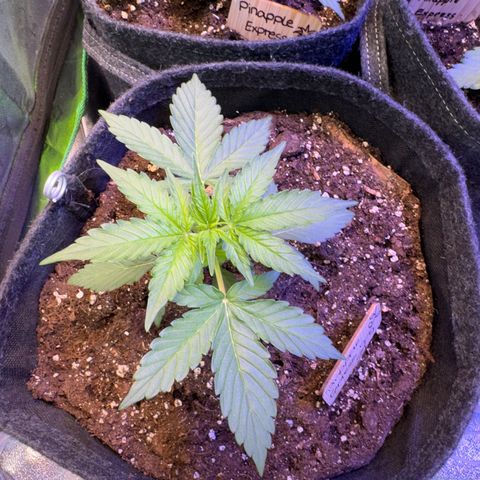 Pinapple Express growlog timeline photo