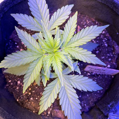 Pinapple Express growlog timeline photo