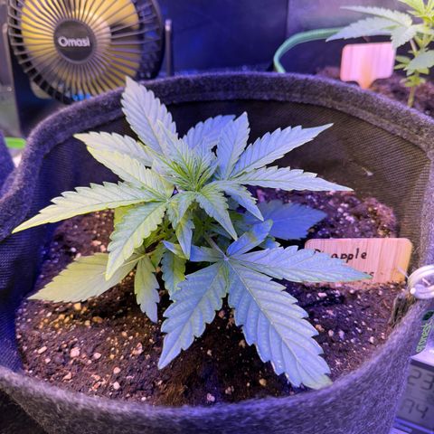 Pinapple Express growlog timeline photo