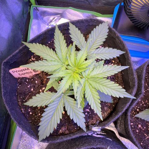 Pinapple Express growlog timeline photo