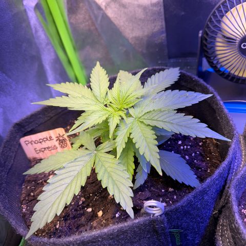 Pinapple Express growlog timeline photo