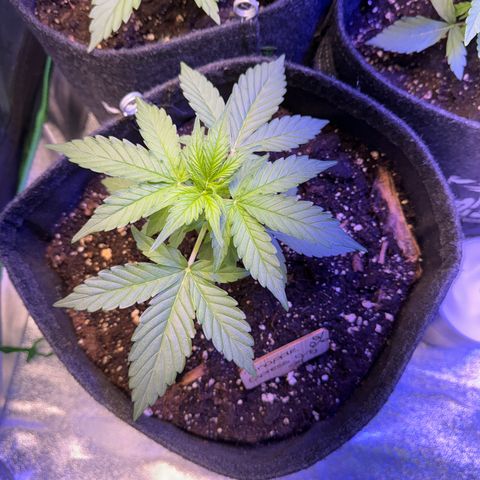 Pinapple Express growlog timeline photo