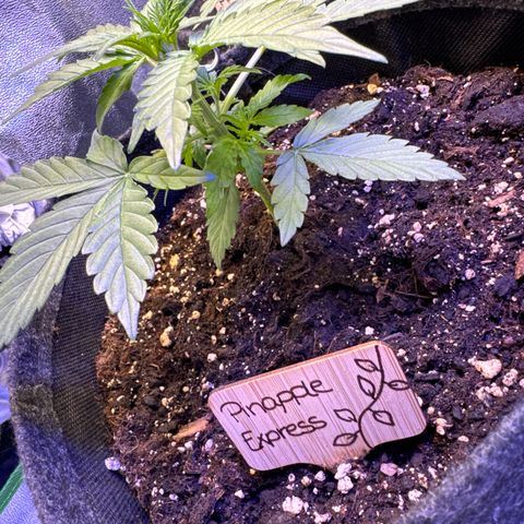 Pinapple Express growlog timeline photo