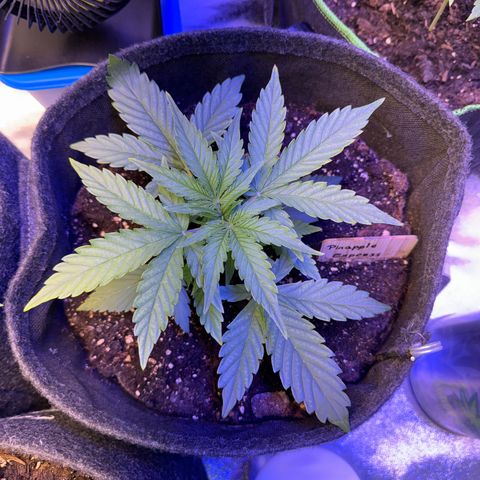 Pinapple Express growlog timeline photo