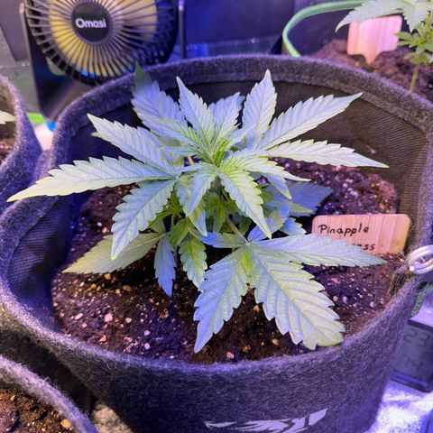 Pinapple Express growlog timeline photo