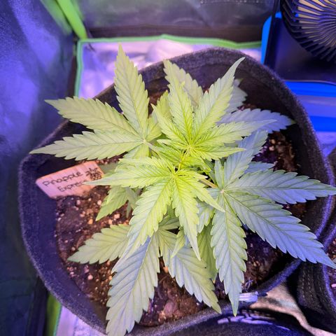 Pinapple Express growlog timeline photo