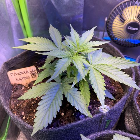 Pinapple Express growlog timeline photo