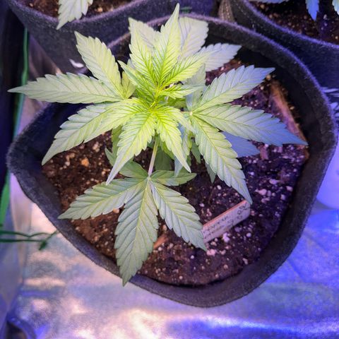 Pinapple Express growlog timeline photo