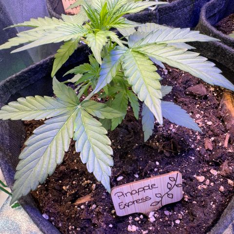 Pinapple Express growlog timeline photo